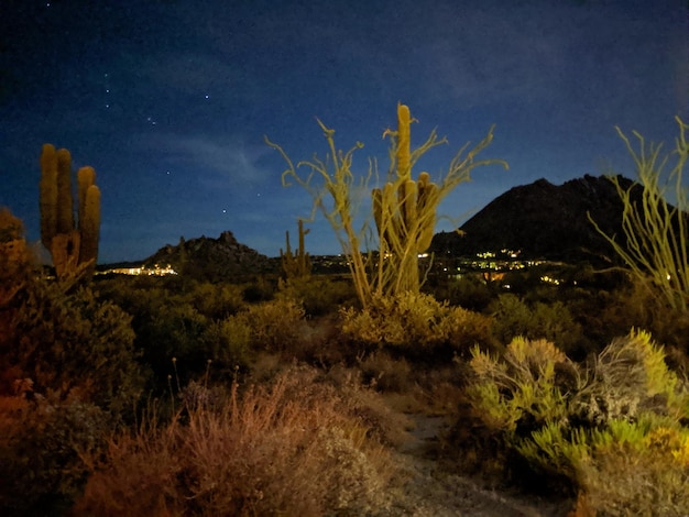 Foto piante che crescono sulla terraferma contro il cielo notturno