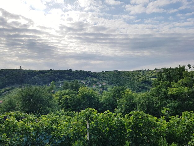 Plants growing on land against sky