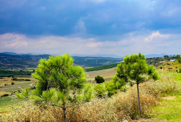 Plants growing on land against sky