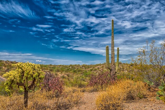 Plants growing on land against sky