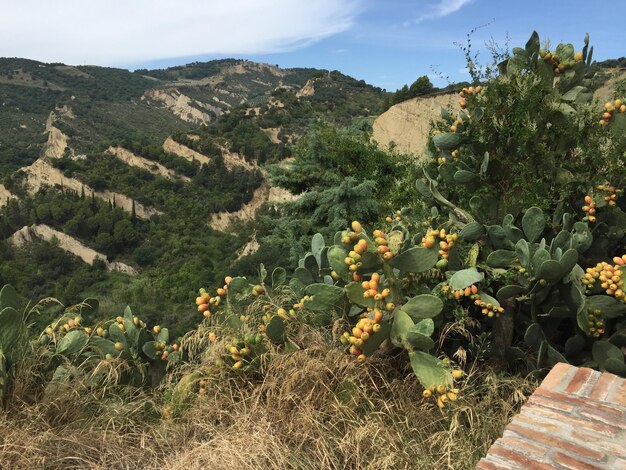 Foto piante che crescono sulla terra contro il cielo