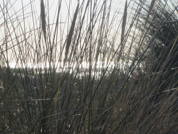 Plants growing on land against sky