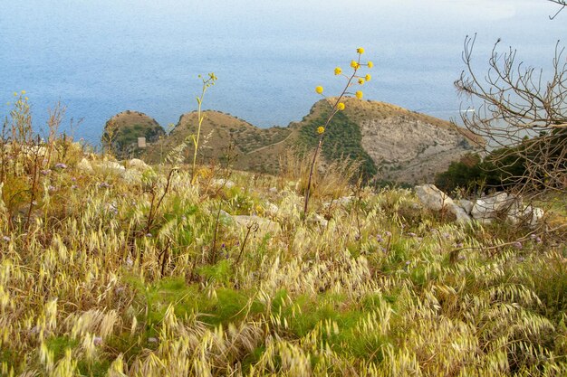 Plants growing on land against sky