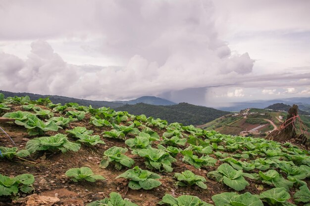 Plants growing on land against sky