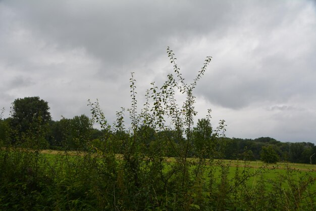 Plants growing on land against sky