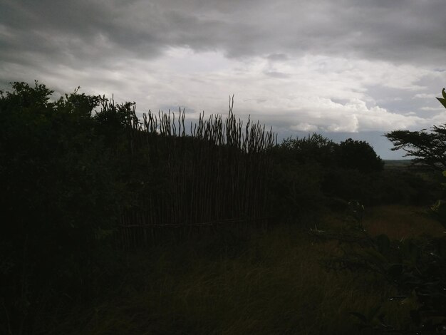 Plants growing on land against sky