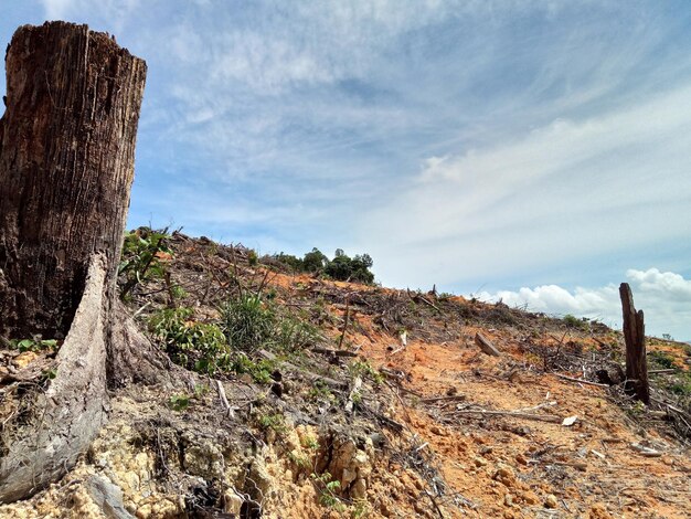 Foto piante che crescono sulla terra contro il cielo