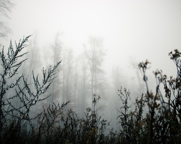 Photo plants growing on land against sky