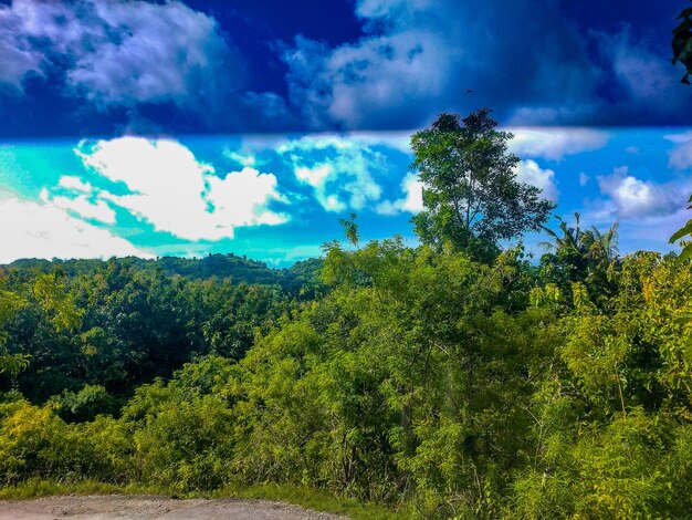 Plants growing on land against sky