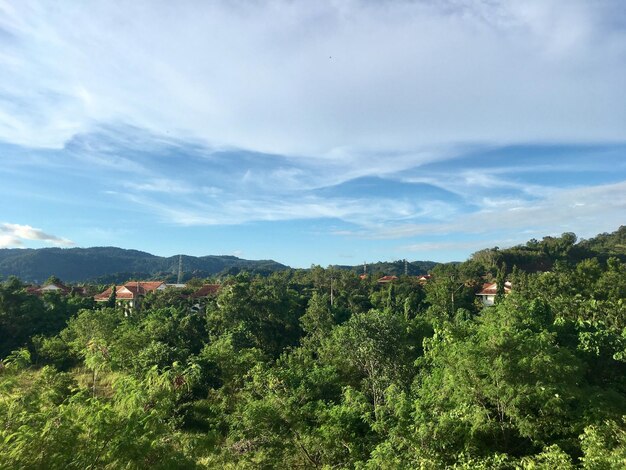 空の向こうに陸上で育つ植物