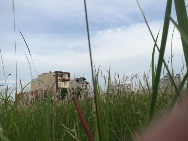 Plants growing on land against sky