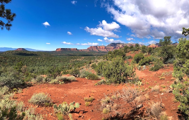 Plants growing on land against sky