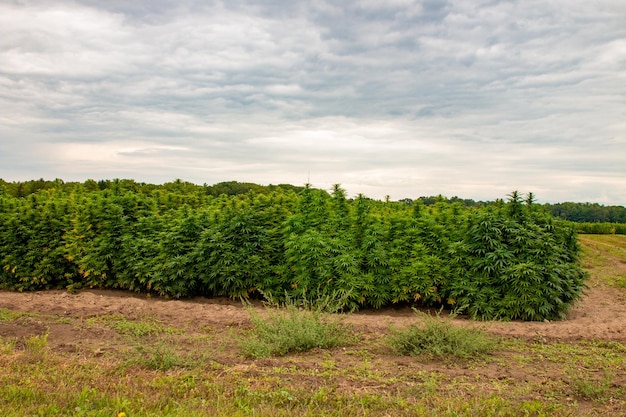 Plants growing on land against sky