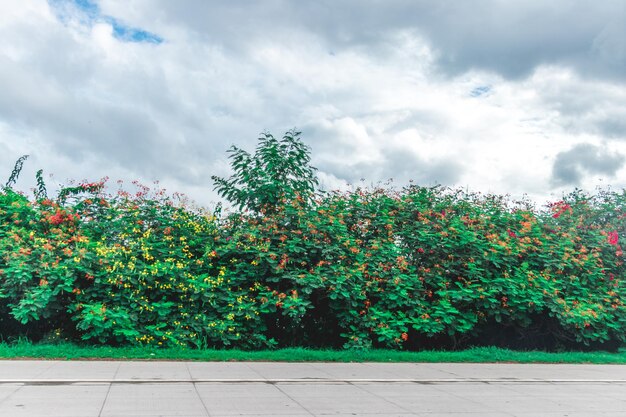 Plants growing on land against sky