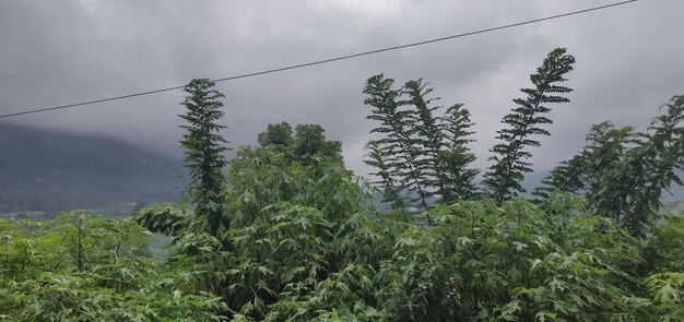 Foto piante che crescono sulla terra contro il cielo