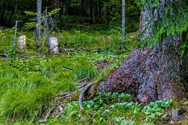 Plants growing on land in forest