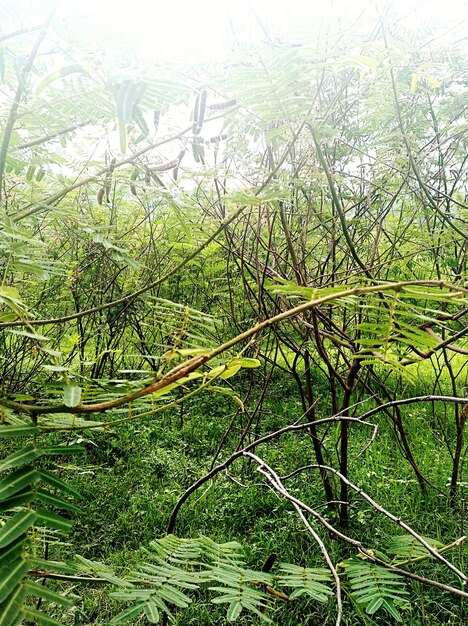 Plants growing on land in forest