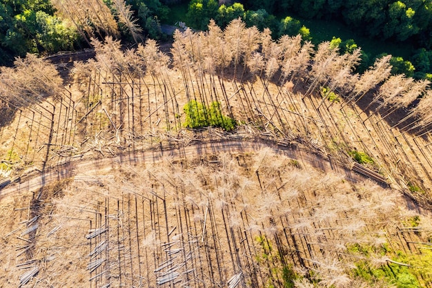 plants growing on land in forest