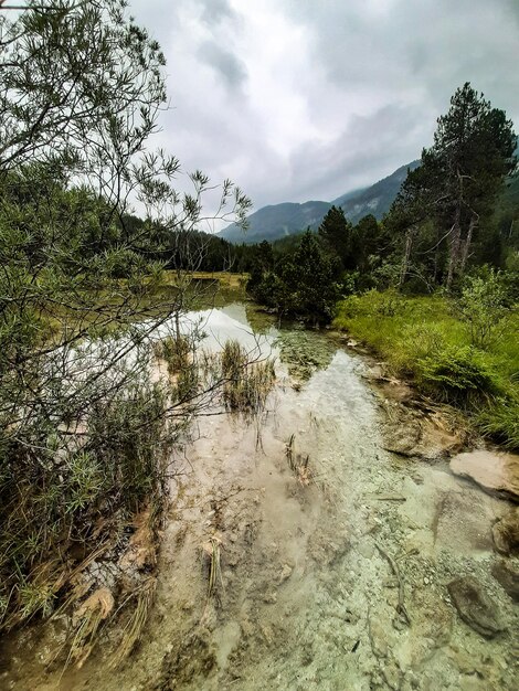 Foto piante che crescono sulla terraferma e in un mare con acqua limpida