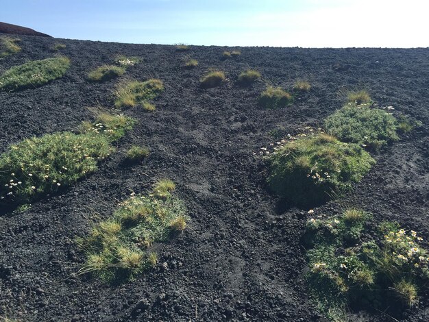 Plants growing on land