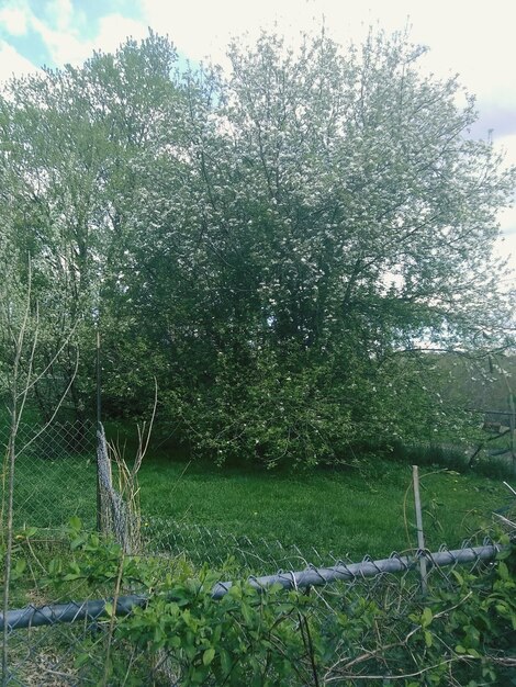 Plants growing on land