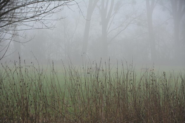 Photo plants growing on land