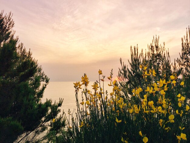 Photo plants growing on landscape against sky during sunset