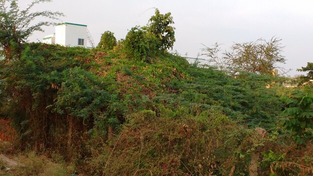 Photo plants growing on landscape