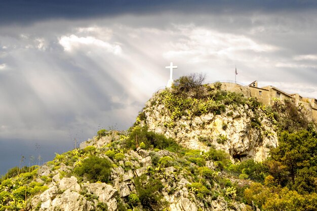 Photo plants growing on mountain against sky