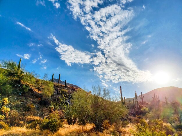 Photo plants growing on mountain against sky