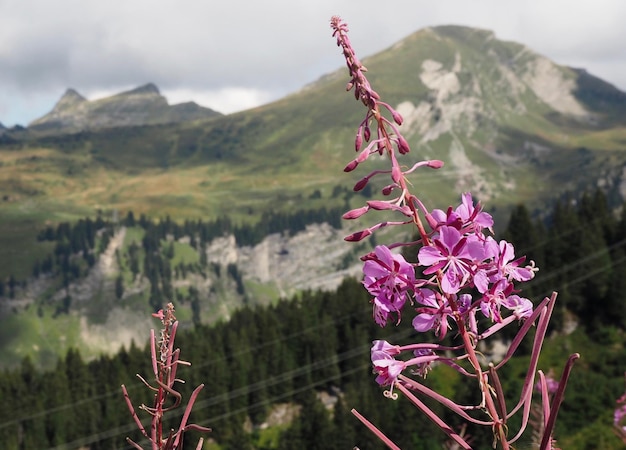 Foto piante che crescono in montagna
