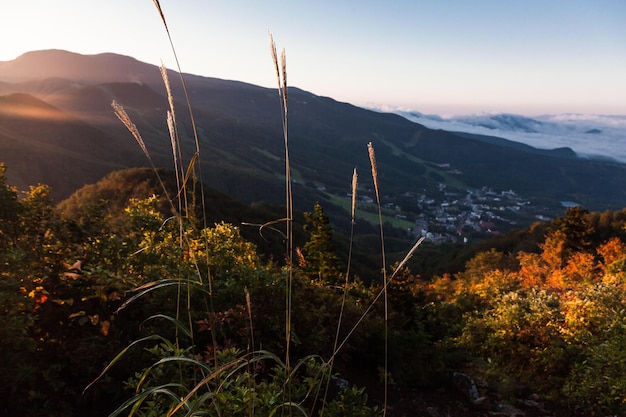 Foto piante che crescono in montagna