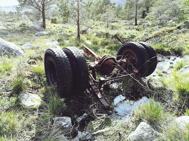 Foto piante che crescono su vecchie auto abbandonate sul campo