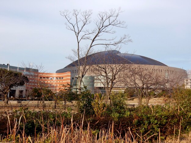 空の向こうの古い建物で育つ植物