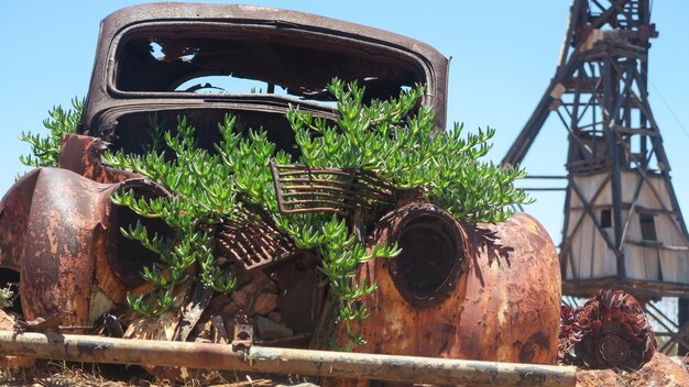 Plants growing in old rusty car against sky