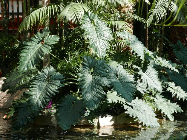 写真 木に育つ植物