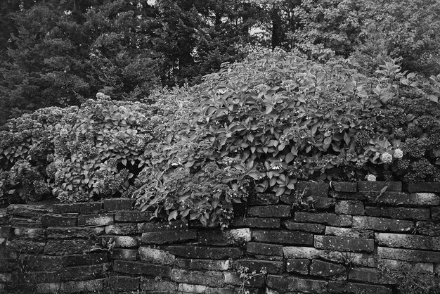 写真 木の上で育つ植物