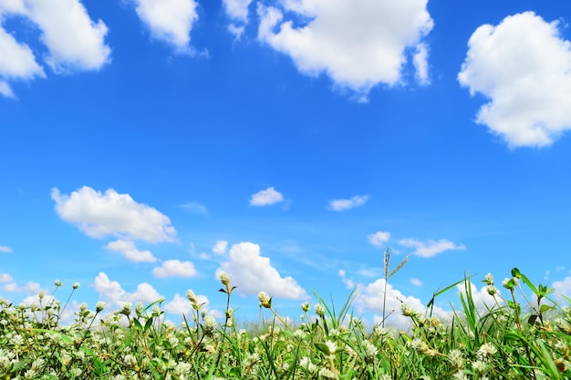 写真 空の向こうで畑で育つ植物