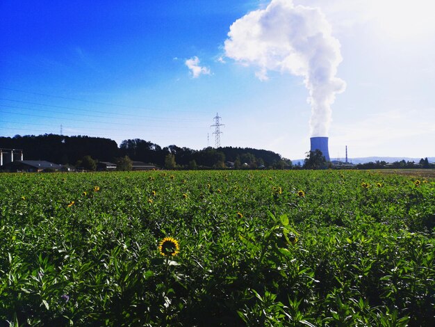 写真 空の向こうで畑で育つ植物