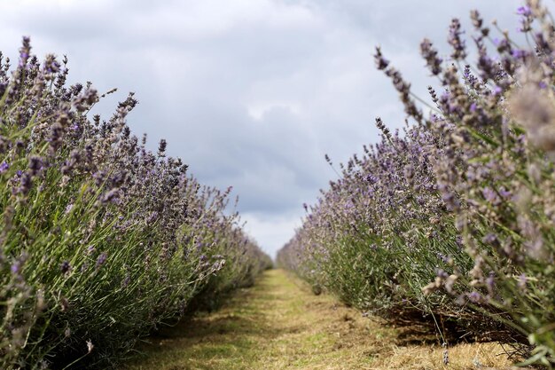 写真 空の向こうで畑で育つ植物