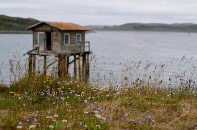 写真 空に照らされて湖のそばの畑で育つ植物