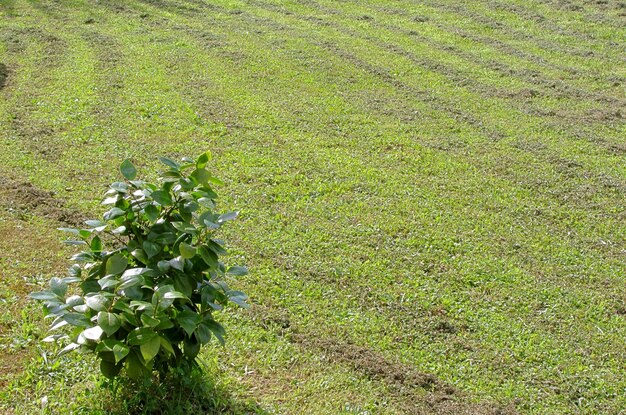 写真 畑で育つ植物