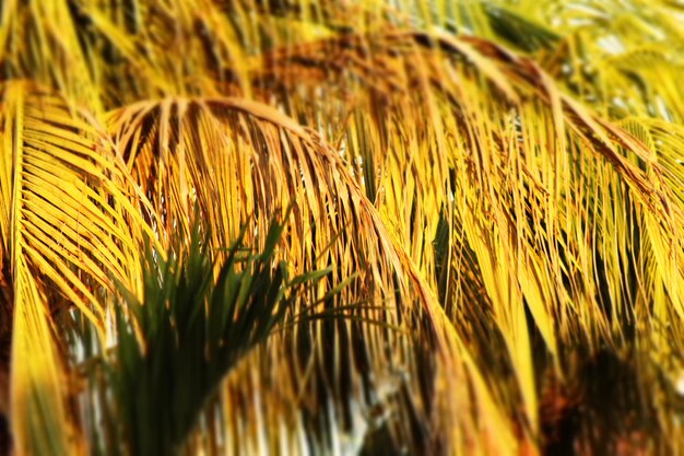 写真 畑で育つ植物