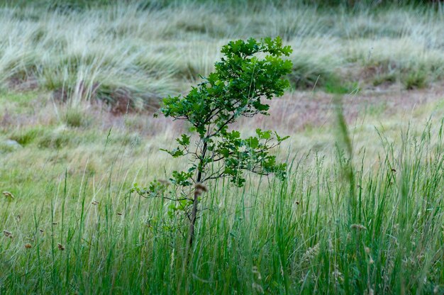 写真 畑で育つ植物