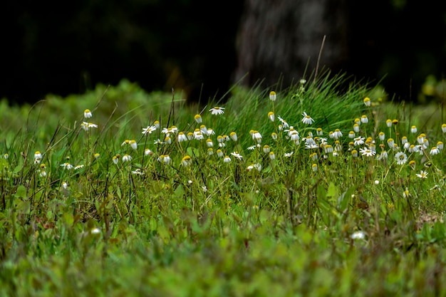 写真 畑で育つ植物