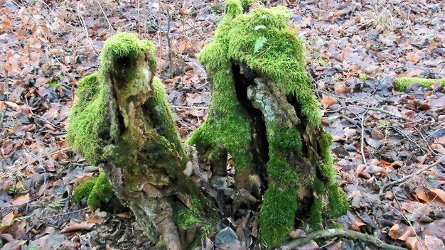 写真 畑で育つ植物