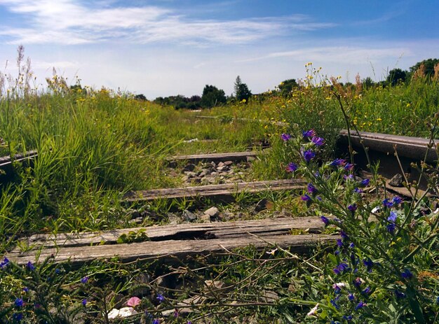 Фото Растения, растущие на поле