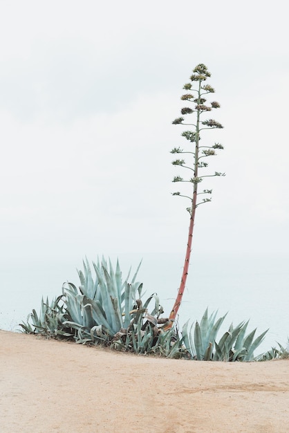 写真 空の向こうに陸上で育つ植物