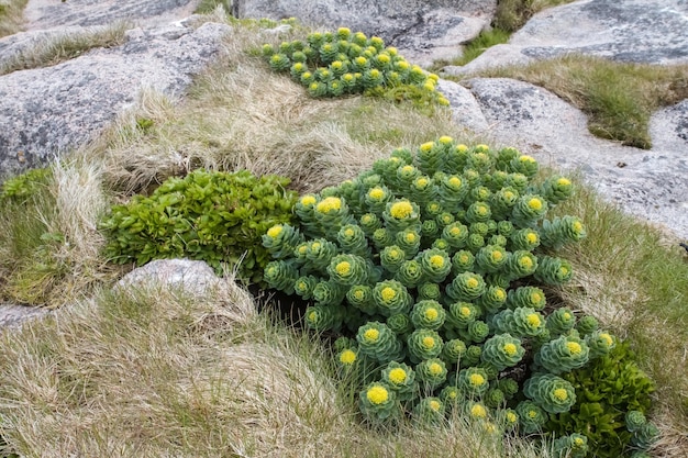 사진 바위 위 에 자라는 식물 들
