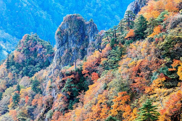 写真 岩の上で育つ植物